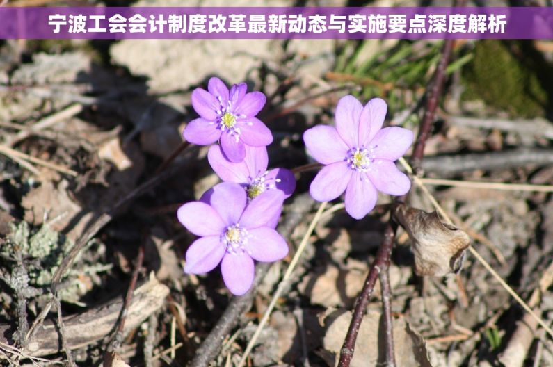 宁波工会会计制度改革最新动态与实施要点深度解析