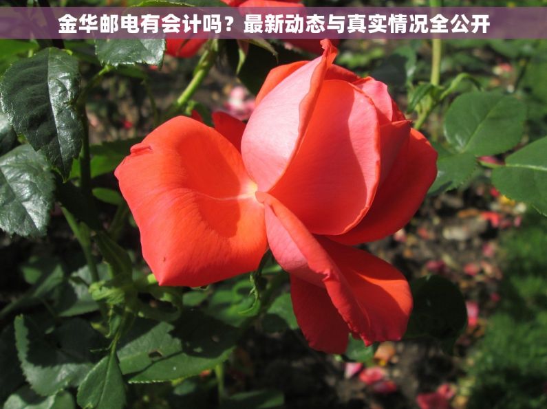 金华邮电有会计吗？最新动态与真实情况全公开