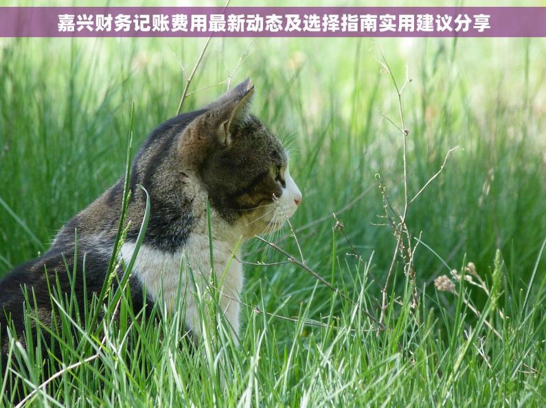 嘉兴财务记账费用最新动态及选择指南实用建议分享