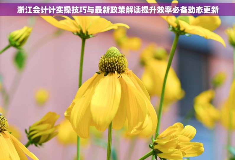 浙江会计计实操技巧与最新政策解读提升效率必备动态更新 浙江会计计实操技巧与最新政策解读提升效率必备动态更新